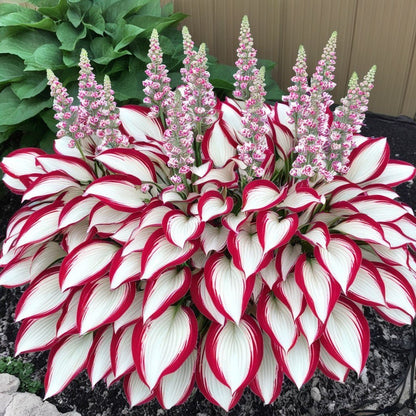 🔥Last day clearance🌌Premium Rare Hosta Seeds - Shade Plant for Garden