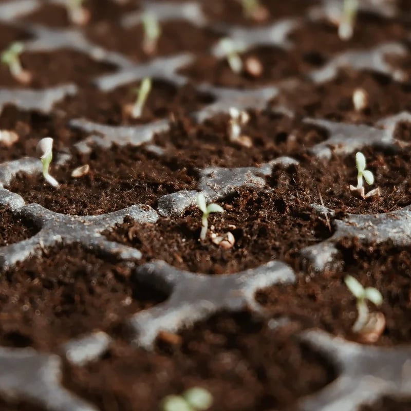 🔥LAST DAY 49% OFF🌱Premium Organic Coconut Coir Bricks for Plants🌱